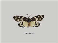 藏品(茶斑蛾)的圖片